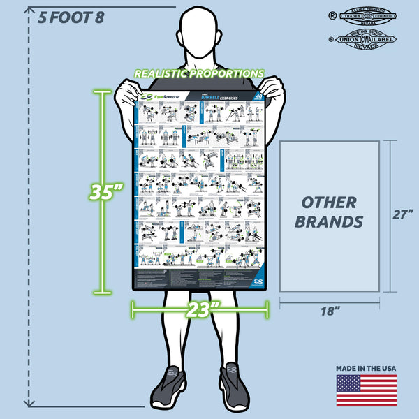 Basic Barbell Exercise Poster - 23" x 35" Laminated Exercise Instruction Poster by EverStretch