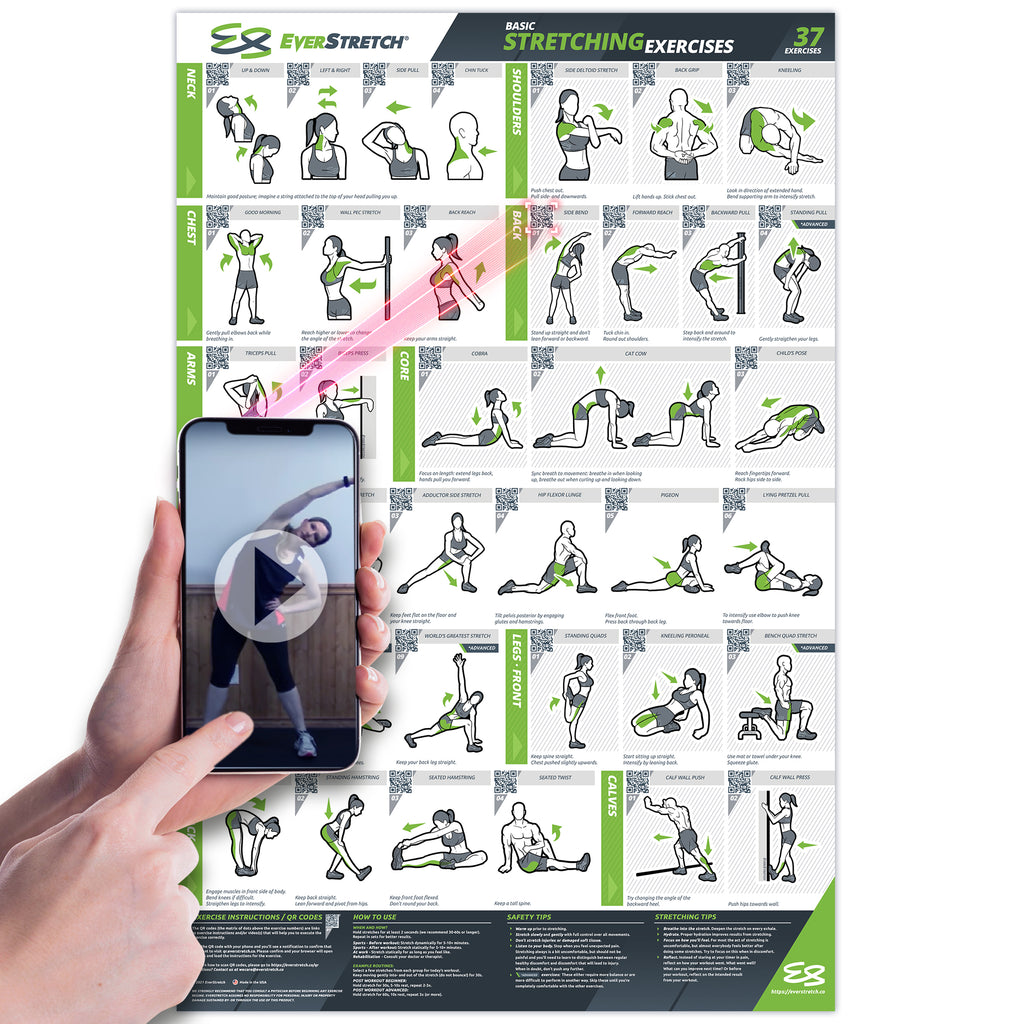 Basic Stretching Poster - 23" x 35" Laminated Exercise Instruction Poster by EverStretch